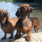 Why Dachshunds Are the Worst Breed: Debunking Common Myths