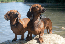 Why Dachshunds Are the Worst Breed: Debunking Common Myths Why Dachshunds Are the Worst Breed: Debunking Common Myths