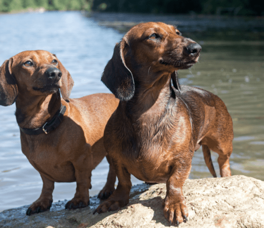 Why Dachshunds Are the Worst Breed: Debunking Common Myths Why Dachshunds Are the Worst Breed: Debunking Common Myths