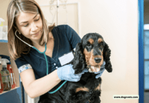 The Dangers of Untreated Worm Infestations in Dogs: Why Worming Medication Is Crucial The Dangers of Untreated Worm Infestations in Dogs: Why Worming Medication Is Crucial