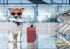 How to Travel With a Dog by Plane – 10 Tips to Know How to Travel With a Dog by Plane