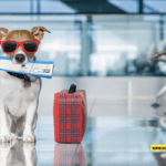 How to Travel With a Dog by Plane – 10 Tips to Know How to Travel With a Dog by Plane