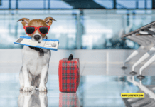 How to Travel With a Dog by Plane – 10 Tips to Know How to Travel With a Dog by Plane