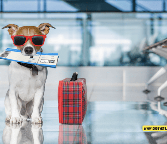 How to Travel With a Dog by Plane – 10 Tips to Know How to Travel With a Dog by Plane