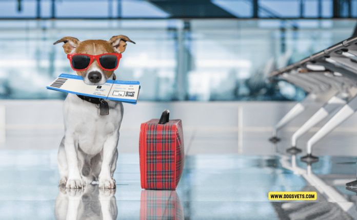 كيفية السفر مع كلب بالطائرة