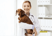 The Benefits of Therapy Dogs in Education The Benefits of Therapy Dogs in Education