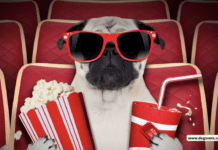 5 Dog-Related Shows on YouTube TV 5 Dog-Related Shows on YouTube TV