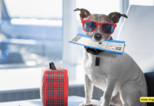 How to Travel Safely with Your Dog on an Airline – The Ultimate Guide How to Travel Safely with Your Dog on an Airline - The Ultimate Guide