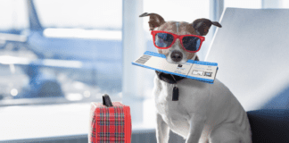 How to Travel Safely with Your Dog on an Airline – The Ultimate Guide How to Travel Safely with Your Dog on an Airline - The Ultimate Guide