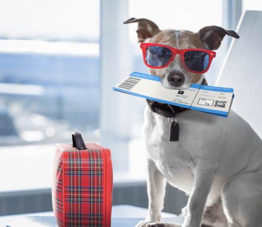 How to Travel Safely with Your Dog on an Airline – The Ultimate Guide How to Travel Safely with Your Dog on an Airline - The Ultimate Guide