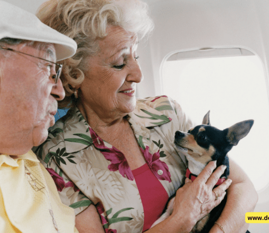 Can My Dog Sit on My Lap During a Flight? – 10 Tips to Know Can My Dog Sit on My Lap During a Flight?