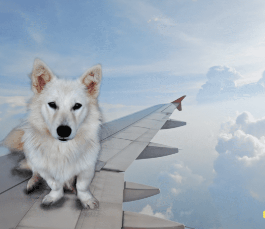 Flying With Your Dog: 11 Perfect Tips for Pet Travel Flying with Your Dog: 11 Perfect Tips for Pet Travel