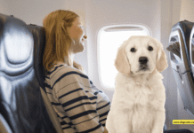 Can my dog sit in a seat on a plane? 5 Tips to Know Can my dog sit in a seat on a plane? 5 Tips to Know