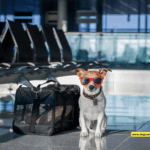 Airlines That Allow Dogs in Cargo - 10 Tips to Know