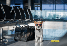 Airlines That Allow Dogs in Cargo – 10 Tips to Know Airlines That Allow Dogs in Cargo - 10 Tips to Know