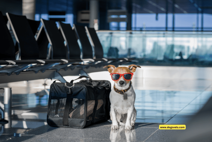 Flyselskaper som tillater hunder i last - 10 tips å vite