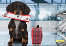 Flying with a Large Dog: 6 Tips to Know Flying with a Large Dog: A Comprehensive Guide