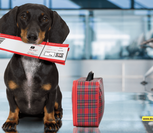 Flying with a Large Dog: 6 Tips to Know Flying with a Large Dog: A Comprehensive Guide