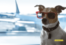 How to Travel With Your Dog Companion for Free How to Travel With Your Dog Companion for Free
