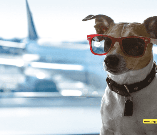 How to Travel With Your Dog Companion for Free How to Travel With Your Dog Companion for Free