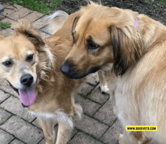 Introducing a New Dog to a Jealous Dog – 10 Tips to Know Introducing a New Dog to a Jealous Dog - 10 Tips to Know