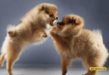 Dog Behavior Problems and Solutions – 7 Tips to Know Dog Behavior Problems and Solutions - 7 Tips to Know