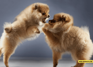 Dog Behavior Problems and Solutions - 7 Tips to Know