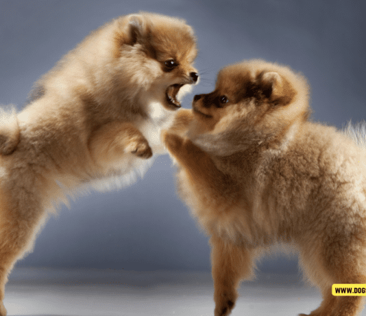 Dog Behavior Problems and Solutions – 7 Tips to Know Dog Behavior Problems and Solutions - 7 Tips to Know