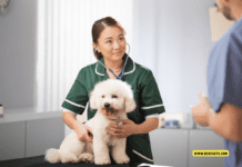 Why Relief Vets Are an Asset to Modern Veterinary Clinics Why Relief Vets Are an Asset to Modern Veterinary Clinics