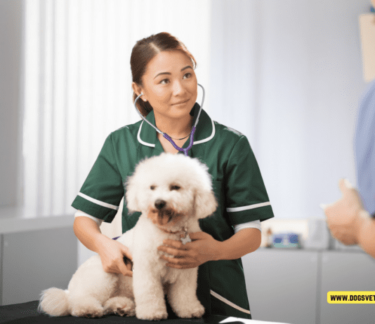 Why Relief Vets Are an Asset to Modern Veterinary Clinics Why Relief Vets Are an Asset to Modern Veterinary Clinics