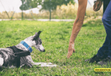 How to Train a Puppy for Obedience: A Comprehensive Guide How to Train a Puppy for Obedience: A Comprehensive Guide