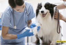 Common Health Issues in Senior Dogs – 10 Tips to Know Common Health Issues in Senior Dogs - 10 Tips to Know