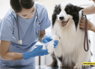 Common Health Issues in Senior Dogs - 10 Tips to Know