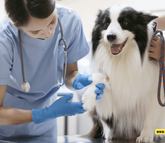 Common Health Issues in Senior Dogs – 10 Tips to Know Common Health Issues in Senior Dogs - 10 Tips to Know