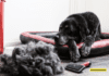 Effective Ways to Prevent Dog Shedding – 7 Tips to Know Effective Ways to Prevent Dog Shedding - 7 Tips to Know