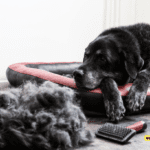 Effective Ways to Prevent Dog Shedding - 7 Tips to Know