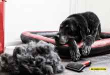Effective Ways to Prevent Dog Shedding – 7 Tips to Know Effective Ways to Prevent Dog Shedding - 7 Tips to Know