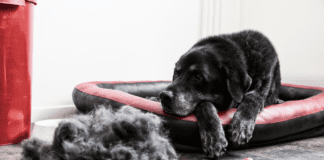 Effective Ways to Prevent Dog Shedding – 7 Tips to Know Effective Ways to Prevent Dog Shedding - 7 Tips to Know