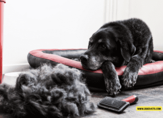Effective Ways to Prevent Dog Shedding – 7 Tips to Know Effective Ways to Prevent Dog Shedding - 7 Tips to Know