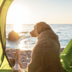 Dog-Friendly Travel Destinations: Unleash Your Adventures