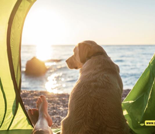 Dog-Friendly Travel Destinations: Unleash Your Adventures Dog-Friendly Travel Destinations: Unleash Your Adventures