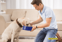 The Average Cost of Owning a Dog Per Month – 10 Tips to Know The Average Cost of Owning a Dog Per Month