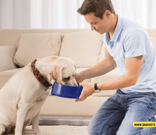 The Average Cost of Owning a Dog Per Month – 10 Tips to Know The Average Cost of Owning a Dog Per Month