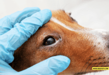 What Does It Mean When a Dog’s Eyes Are Red? What Does It Mean When a Dog's Eyes Are Red?