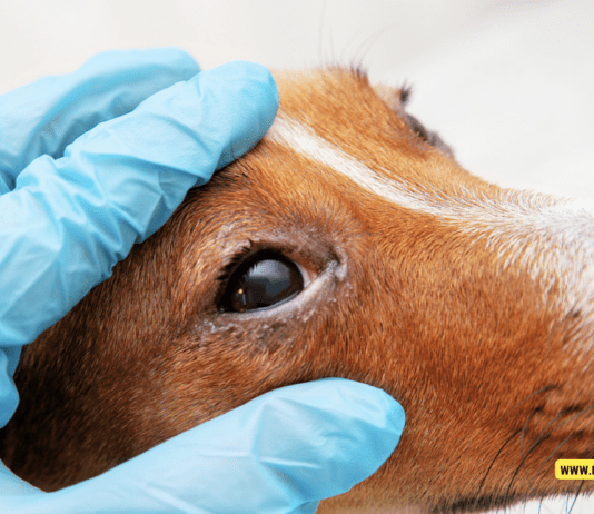 What Does It Mean When a Dog’s Eyes Are Red? What Does It Mean When a Dog's Eyes Are Red?