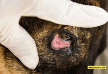 Why Are My Dog’s Eyes Red Around the Outside? Why Are My Dog's Eyes Red Around the Outside