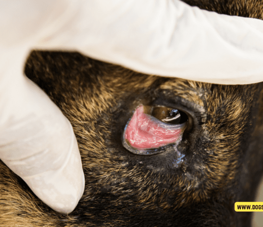 Why Are My Dog’s Eyes Red Around the Outside? Why Are My Dog's Eyes Red Around the Outside