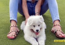 Spending Time Outside: 9 Fun Activities for Dogs Spending Time Outside: 9 Fun Activities for Dogs