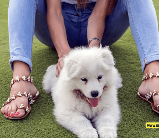 Spending Time Outside: 9 Fun Activities for Dogs Spending Time Outside: 9 Fun Activities for Dogs