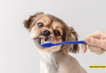 How to Properly Brush Your Dog’s Teeth for Optimal Oral Health How to Properly Brush Your Dog's Teeth for Optimal Oral Health